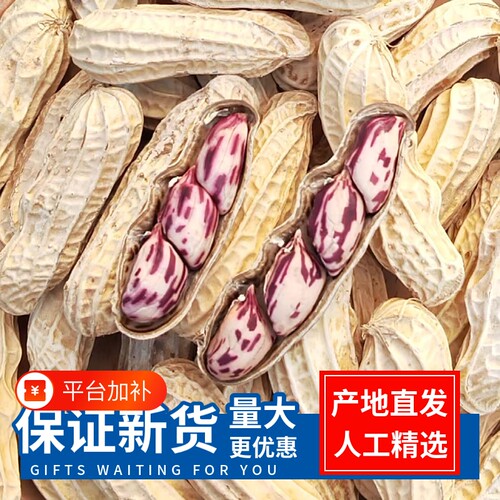 云南七彩花生带壳新鲜原味炒熟新货水煮咸干晒干健康果仁保存散装