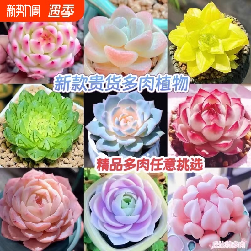 多肉盆栽带盆好养侧影法兰西玫瑰植物阳台吉娃娃精品招财美观单头