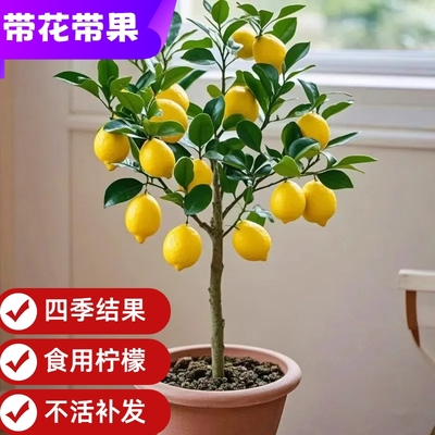 香水柠檬树盆栽绿植可食用好养活