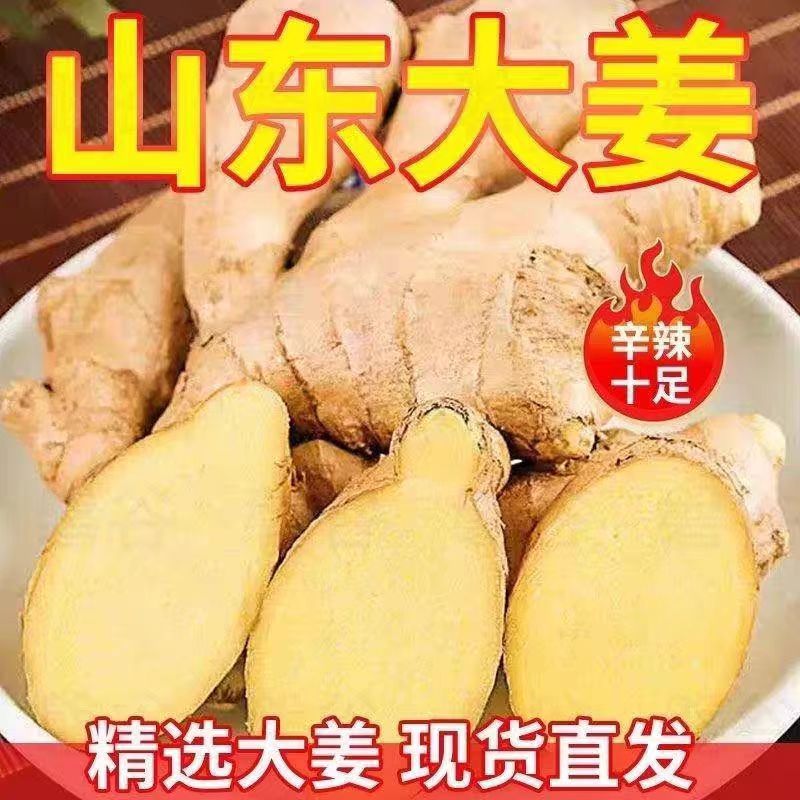 山东大姜老姜生姜新鲜大黄姜土姜现挖产地发货水洗风干生姜