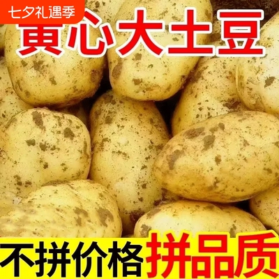黄心土豆新鲜新土豆黄皮洋芋