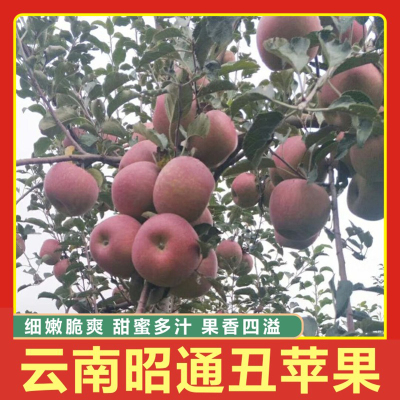 正宗昭通糖心丑苹果，甜到心坎