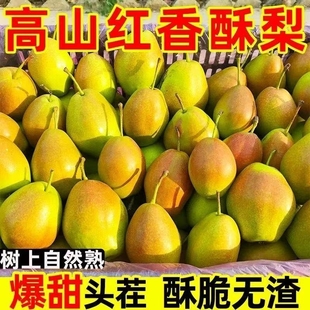 批发价正宗红香酥梨现摘青红皮香梨新鲜水果当季应季整箱薄皮脆甜