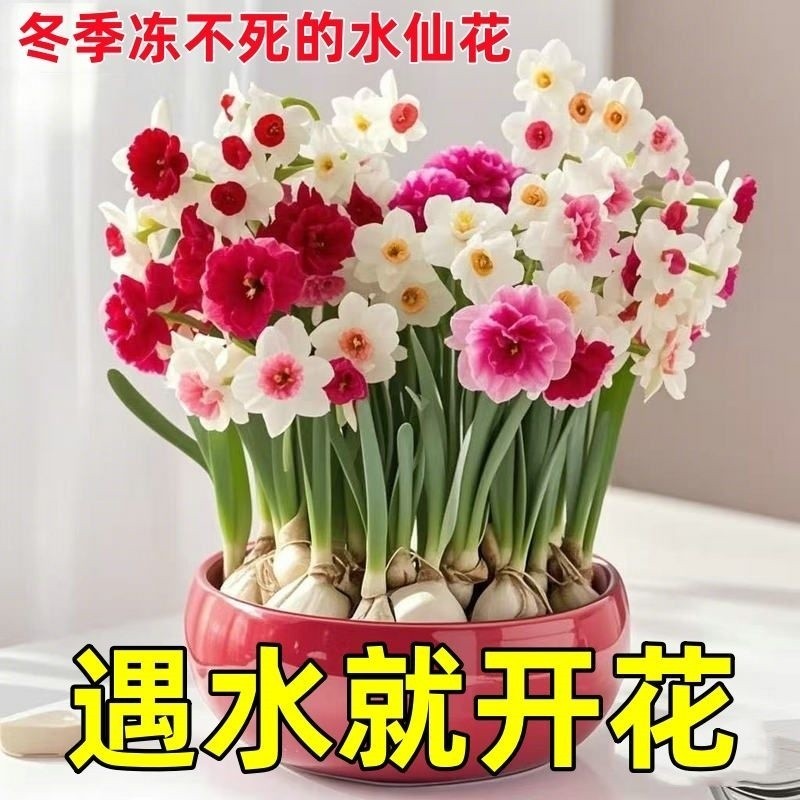超值洋水仙花水培花卉盆栽室内植物耐寒好养四季开花冬季客厅茶几