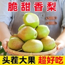 包邮 正宗香梨新鲜水果梨子当季 薄皮脆甜红香酥梨9斤整箱大果特价