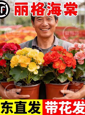 重瓣大花丽格海棠花盆栽带花苞开花四季开花带花室内阳台花卉鲜花