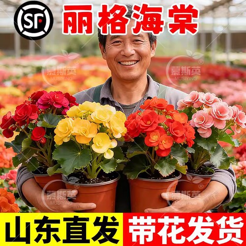 重瓣大花丽格海棠花盆栽带花苞开花玫瑰玻璃海棠室内阳台花卉鲜花
