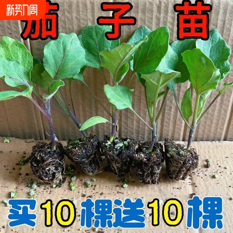 茄子蔬菜苗子茄子苗杭茄苗紫茄苗大龙长茄种子基地大面积种植菜苗