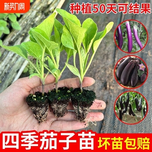 大龙黑长茄秧苗带土发货大长龙茄子苗四季长条型大黑茄子农家菜园