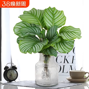 水培植物青苹果竹芋盆栽孔雀竹芋四季常青办公室内绿萝好养绿植物