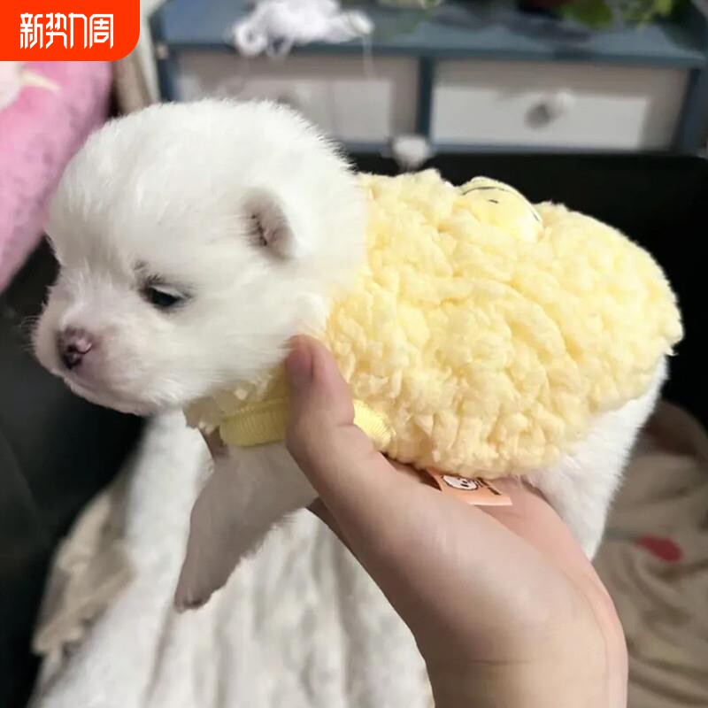 狗狗衣服幼犬奶狗奶猫小号背心茶杯犬小狗家居服泰迪比熊秋冬保暖