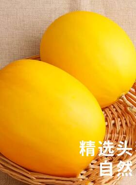 民勤蜜瓜甜瓜头茬新鲜应季香瓜
