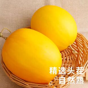陕西阎良甜瓜头茬新鲜应季香瓜脆甜现摘白瓜整箱水果优选每日