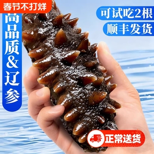 大连海参鲜活辽参即食鲜食野生海渗开袋干货礼盒水产冷冻年货节