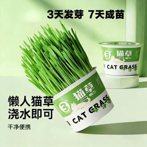 懒人猫草盆栽猫草种子种植