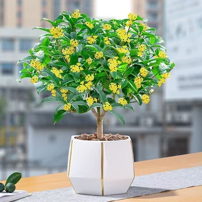 四季桂花盆栽树苗丹金桂浓香型室内阳台庭院好养花卉绿植物多规格