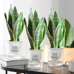 好养虎皮兰盆栽多肉植物水培金边绿植室内花卉客厅大型虎尾兰桌面