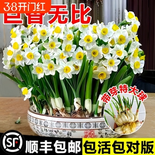 漳州水仙花种球水培盆栽植物带花苞冬季花卉郁金香室内耐寒室外
