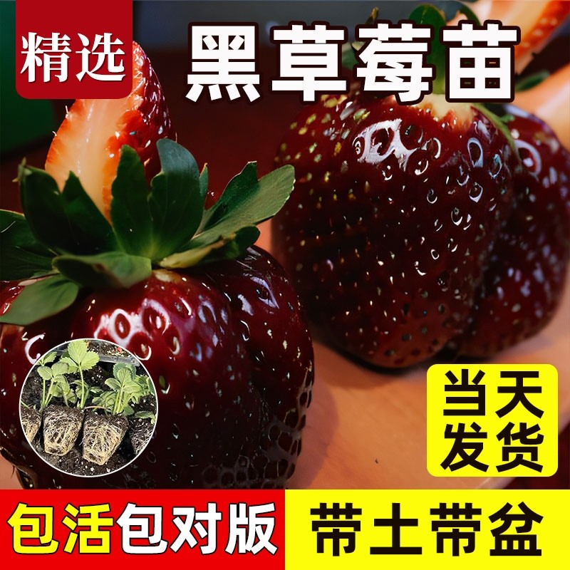 红颜奶油草莓苗四季种植苗带土白苗种秧种苗随珠阳台水果带盆番茄