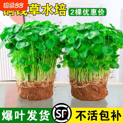 铜钱草水培植物老桩盆栽室内外水养大叶金钱草根芽好养绿植客厅