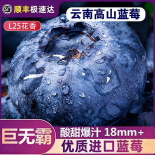 云南蓝莓鲜果特大礼盒当季 高山L25花香新鲜水果蓝莓整箱酸甜多汁