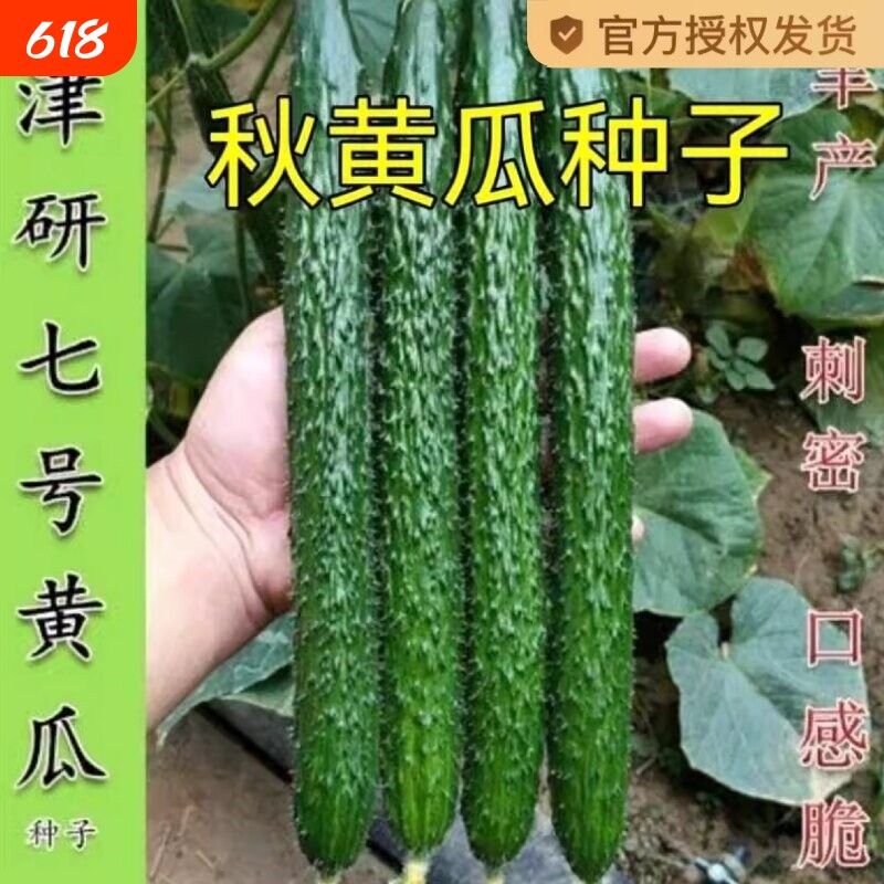 津研水果黄瓜青瓜种子刺黄瓜种籽子水果春秋四季蔬菜种子七号高产