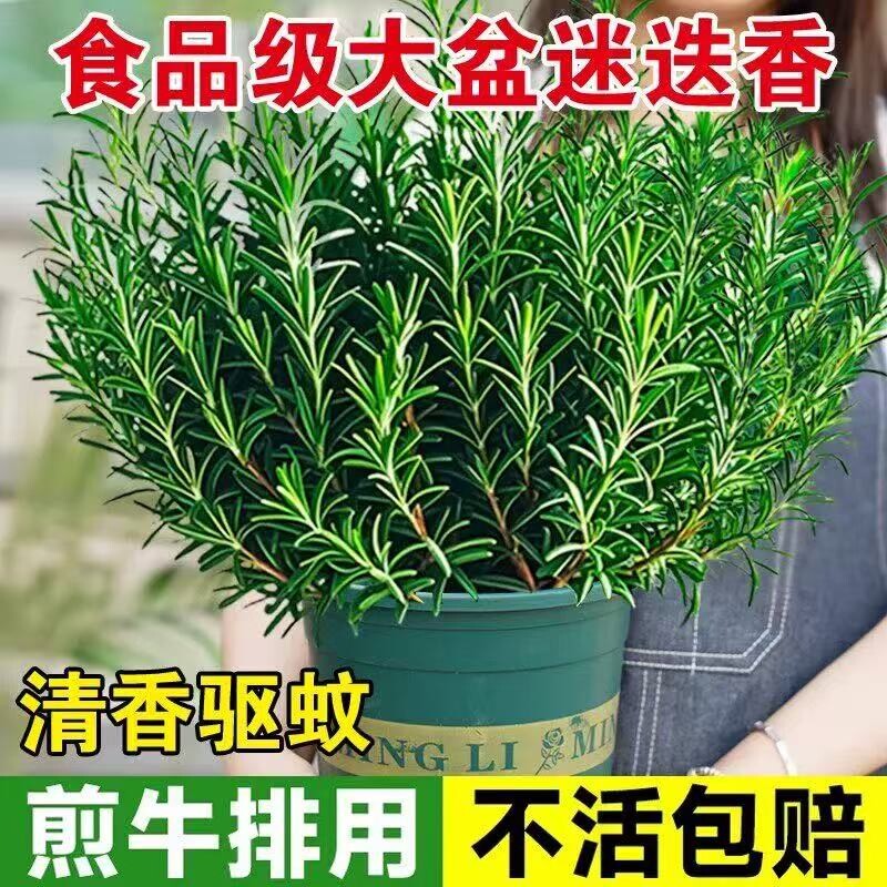 迷迭香苗盆栽可食用驱蚊植物香草薄荷苗室内水培花卉绿植物好养活