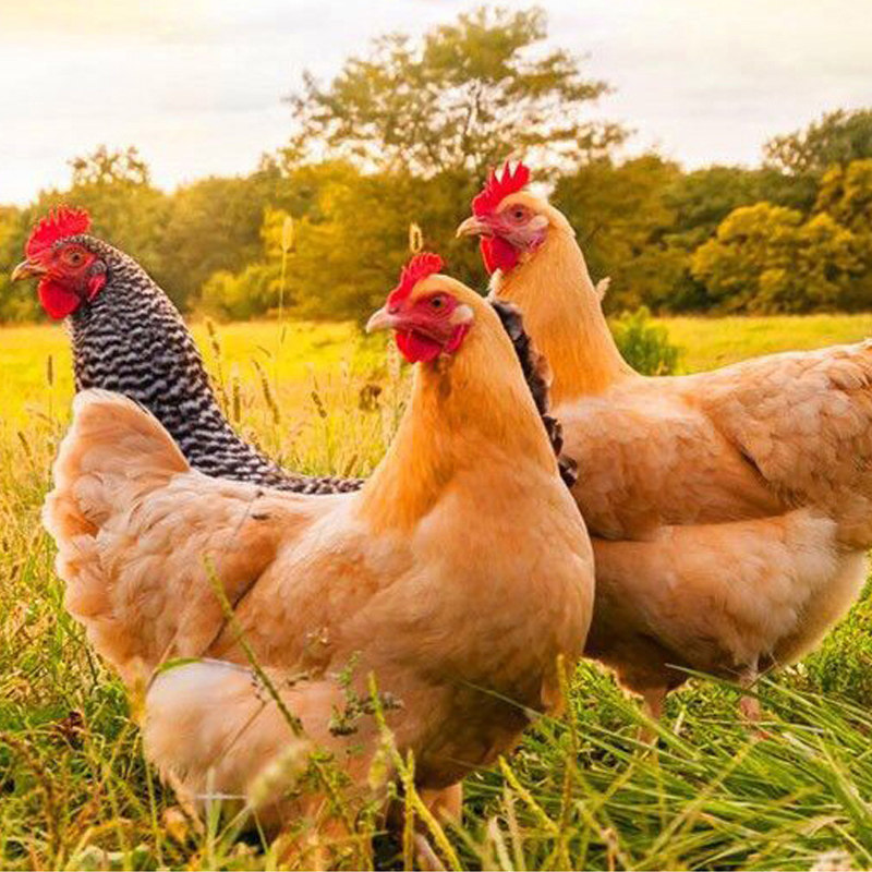 农家童子鸡650g*3只 整只走地鸡 原切鸡整鸡,水产肉类/新鲜蔬果/熟食,整鸡/整鸡制品,淘宝优惠券,粉丝福利购,淘宝优惠卷