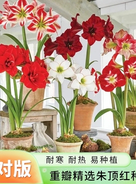 重瓣朱顶红种球室内外桌面阳台盆栽庭院地载耐寒耐热植物花卉绿植