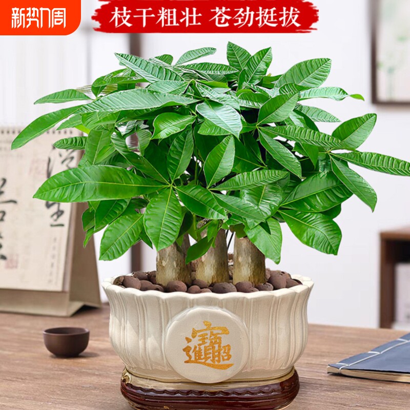 发财树小盆栽客厅盆景办公室内桌面旺宅绿植开业送礼四季常青好养