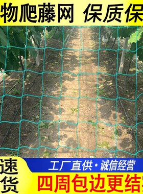 攀爬网蔬菜瓜果爬藤网