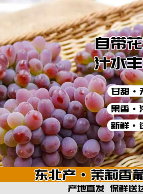 茉莉香葡萄东北直发新鲜提子自然熟自带花香的葡萄顺丰/EMS随机发