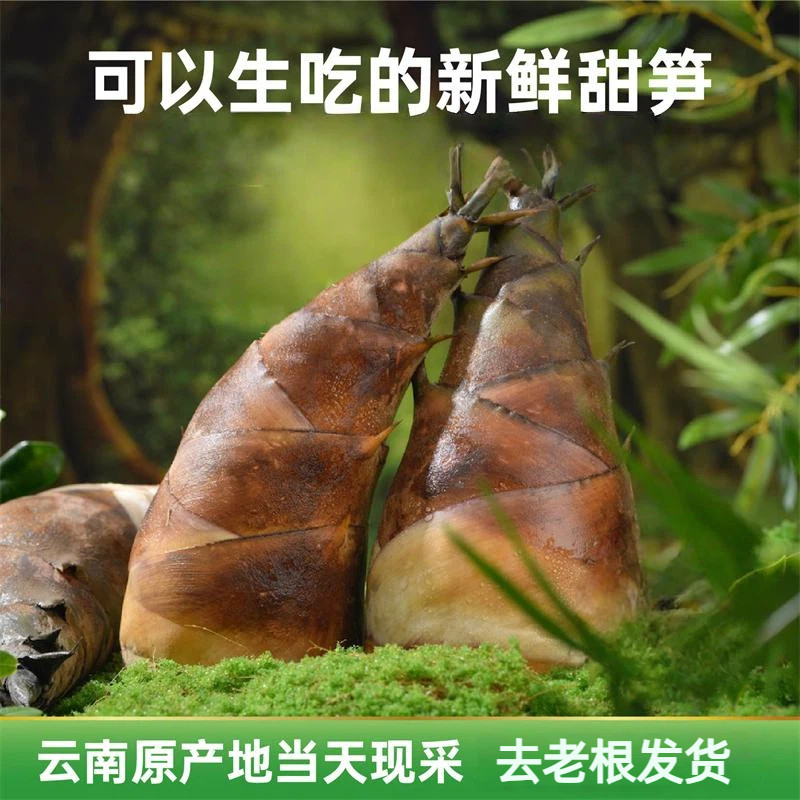 云南特产新鲜龙竹甜笋可生吃水果笋火锅炖汤甜脆甘甜竹笋凉拌食用图片