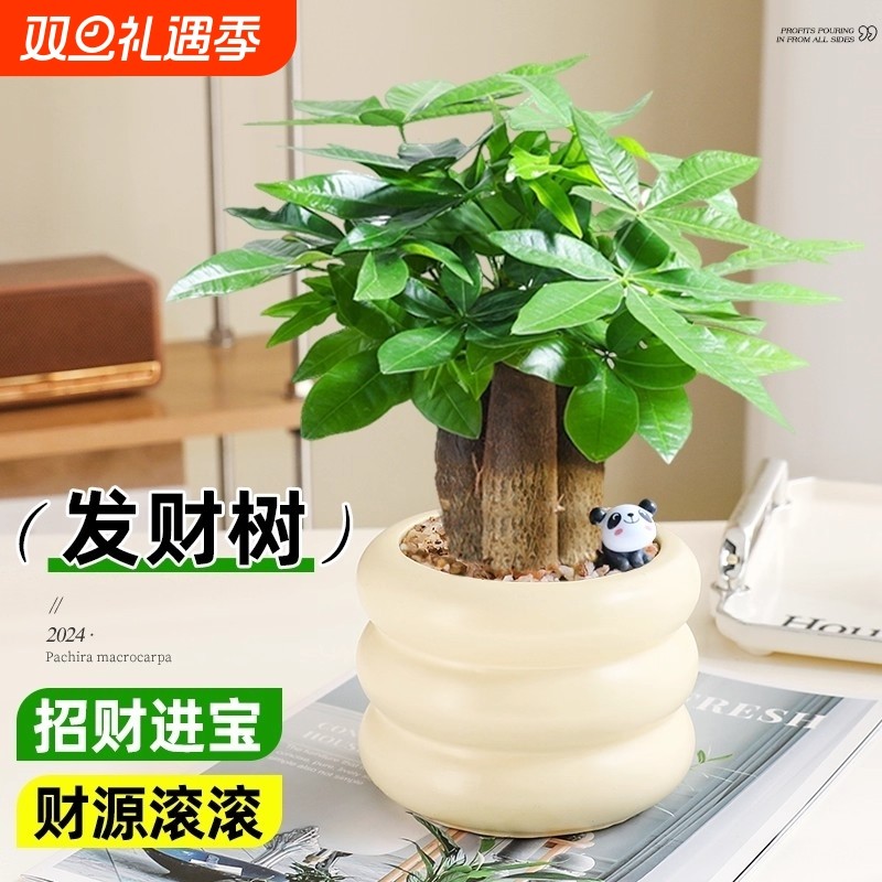 发财树盆栽桌面绿植办公室内植物招财树四季好养活客厅阳台摆放