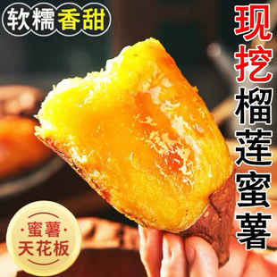 榴莲蜜薯黄金番薯新鲜黄心红薯现挖地瓜软糯香甜细腻蜜薯烤红薯