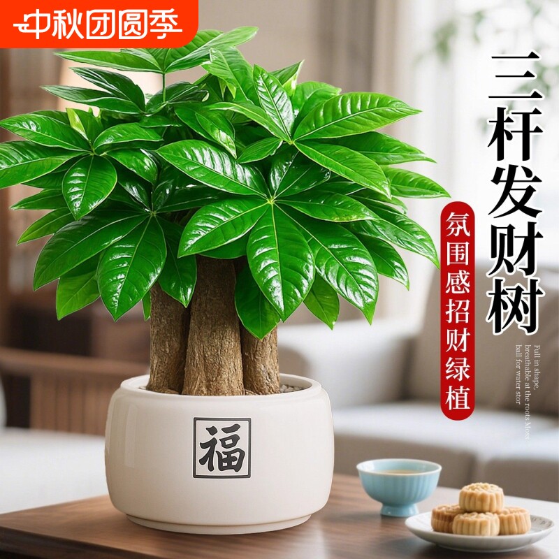 发财树盆栽室内绿植|千人加购图片