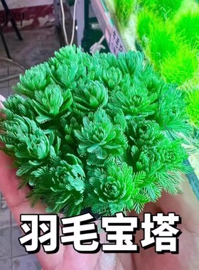 狐尾藻坨草水草鱼缸水草造景鱼草缸绿植活净水新手懒人养鱼后景