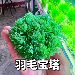 狐尾藻坨草水草鱼缸水草造景鱼草缸绿植活净水新手懒人养鱼后景