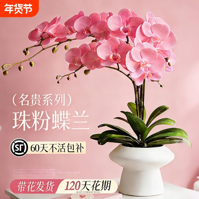 蝴蝶兰带花盆栽多花苞年宵花室内桌面阳台客厅全国四季可种好养活