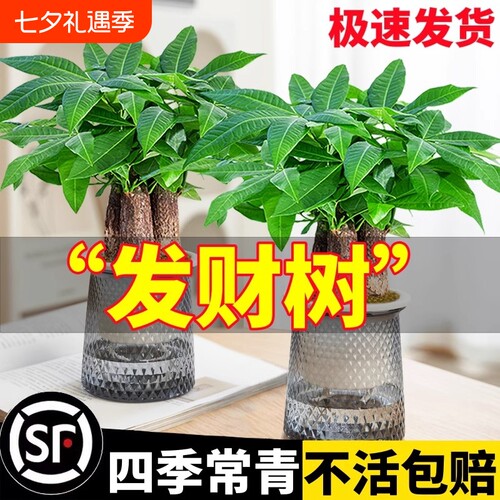 发财树室内四季常青耐旱陶瓷好养