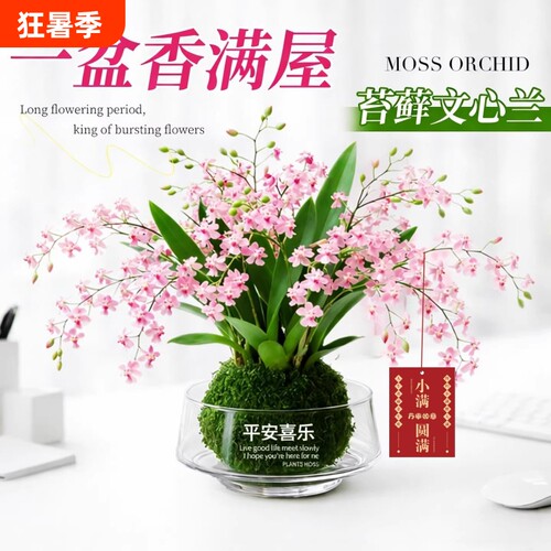 带花剑多色梦香浓香好养香水文心兰室内可水培盆栽耐阴花卉绿植物