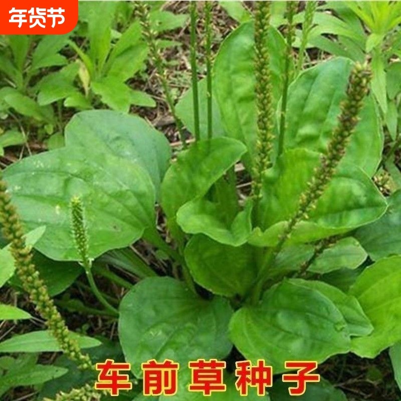 车前草种子本中草籽车轮菜籽野生食用庭院盆栽四季易种蔬菜种子孑,鲜花速递/花卉仿真/绿植园艺,其它园艺用品,淘宝优惠券,粉丝福利购,淘宝优惠卷