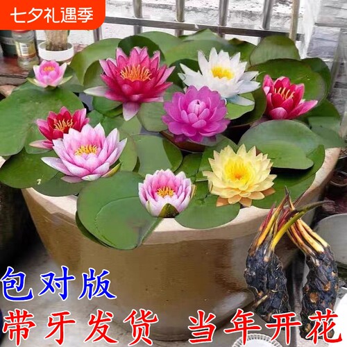 根块池塘睡莲四季荷花