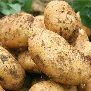 现挖鲜发黄皮土豆新鲜蔬菜马铃薯洋芋