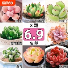 多肉植物群生绿植花卉大颗好养小盆栽室内招财进宝送老师办公室桌