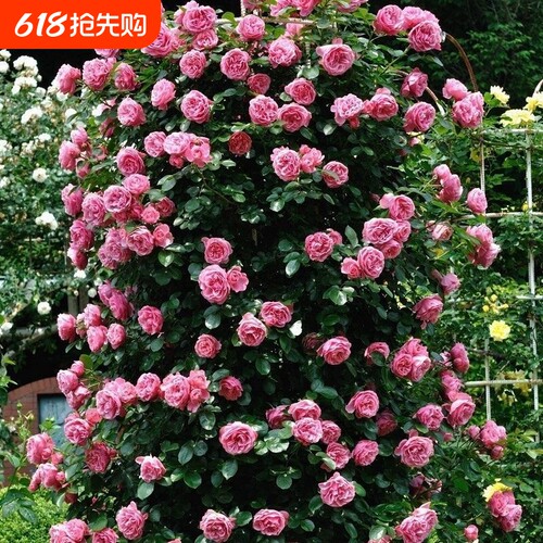 藤本月季花苗大花四季开花蔷薇爬藤庭院爬墙盆栽阳台