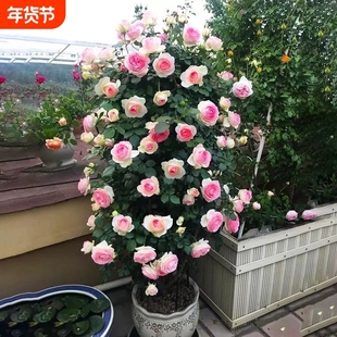 蔷薇母系老桩花苗爬藤植物耐寒四季开花浓香大花地栽盆栽花卉攀爬