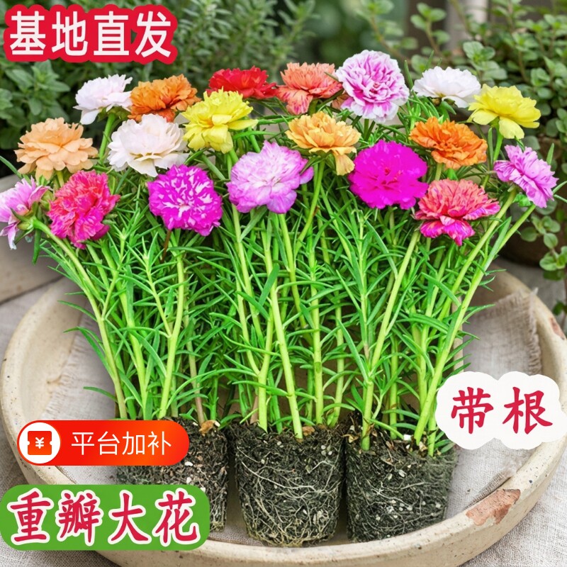 太阳花盆栽重瓣苗枝条带根带花苞室内桌面花卉绿植好活客厅办公桌