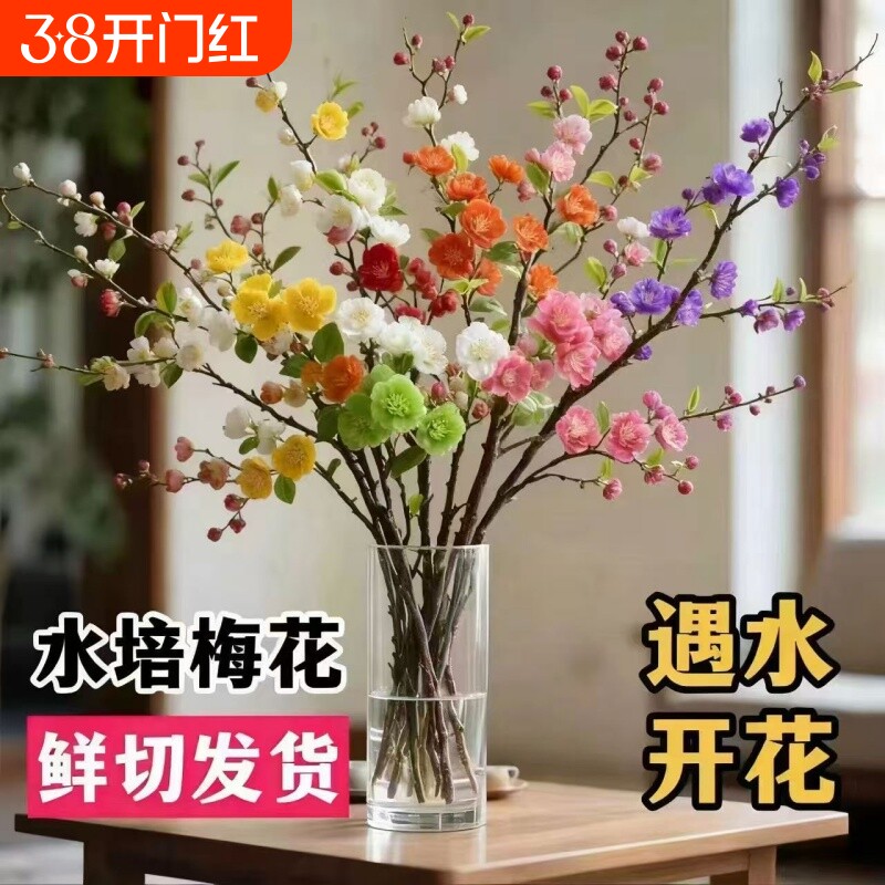 爆款开花浓香型水培鲜切梅花干枝带花苞室内耐寒花卉绿植客厅阳台