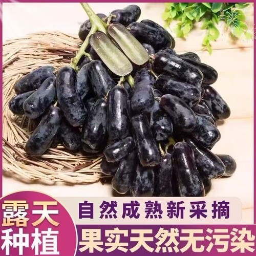 黑美人无籽黑提子无籽长条葡萄